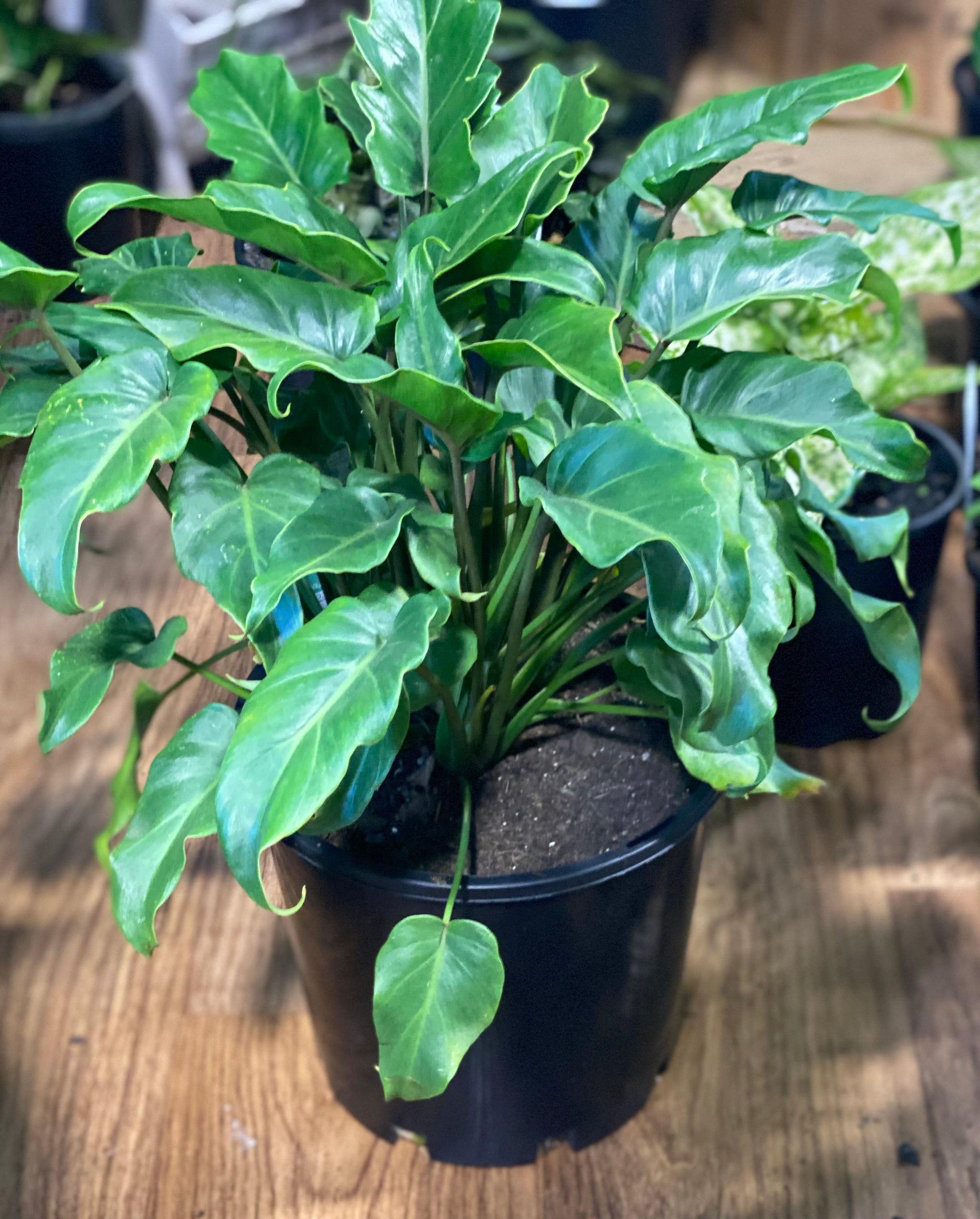 Philodendron Xanadu