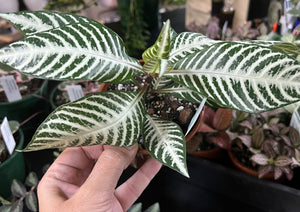 Aphelandra “zebra plant”