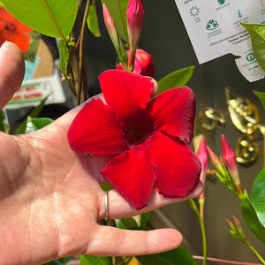 Mandevilla