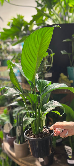 Spathiphyllum  (Peace Lily)