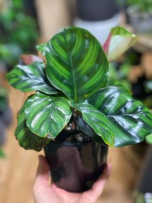 Calathea trifasciata