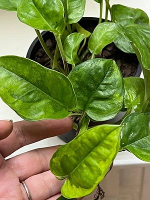 epipremnum aureum "Green Queen"