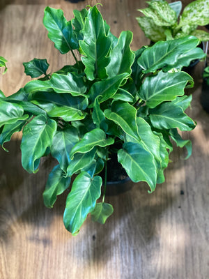 Philodendron Xanadu