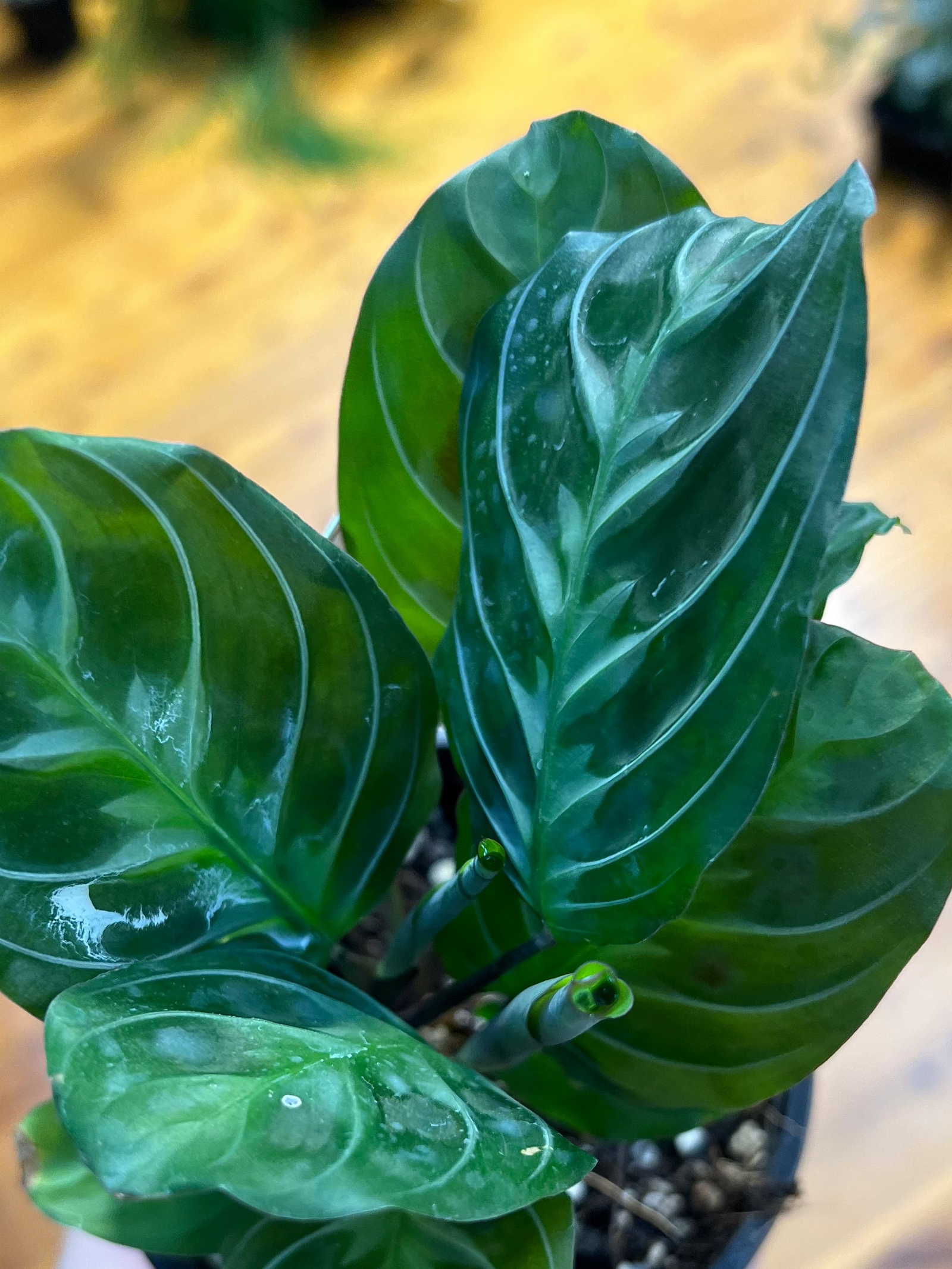 Maranta massanggeana Lemon Lime