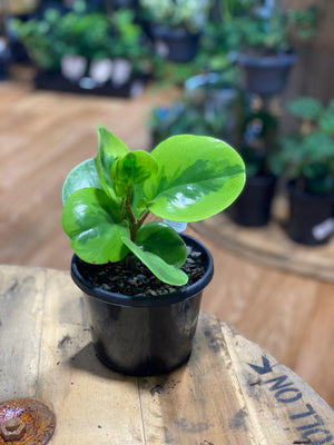 Peperomia lemon lime