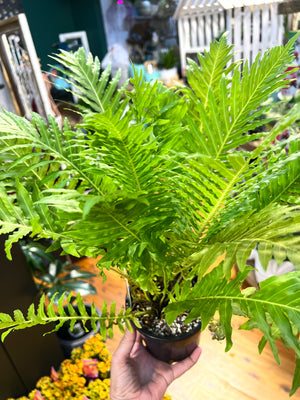 Fern Blechnum silver lady “ dwarf tree fern”