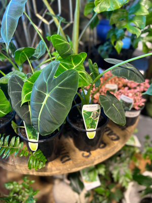 Alocasia frydek green velvet