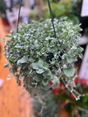 Dichondra silver falls