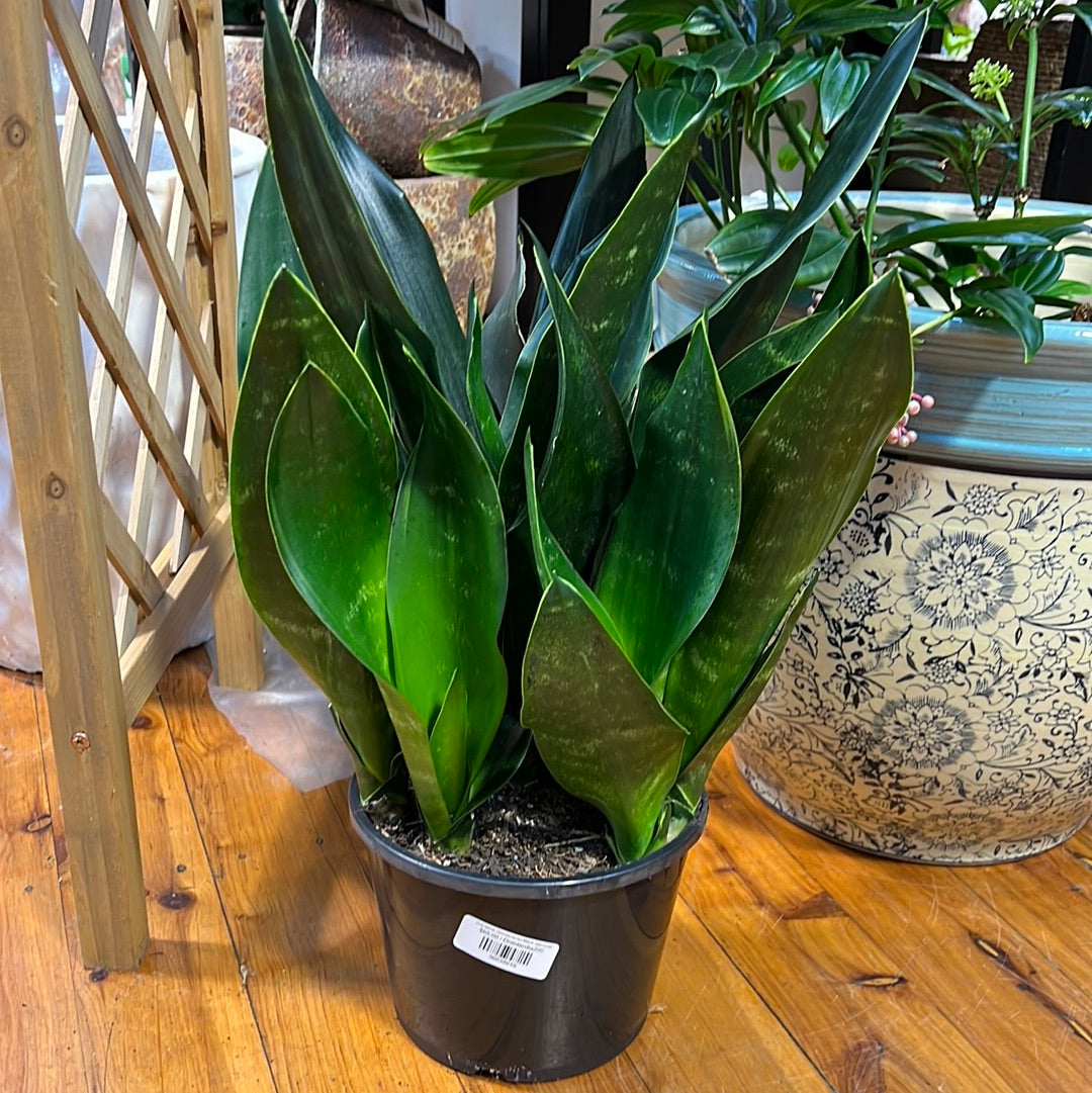 Dracaena (Sansevieria) Black diamond