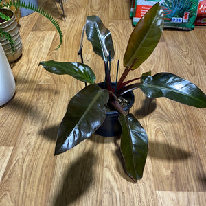 Philodendron Rojo Congo