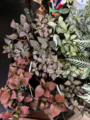 fittonia nerve plant assorted