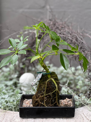 Bonsai on rock