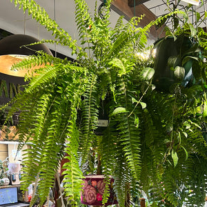 Boston fern nephrolepis exalta