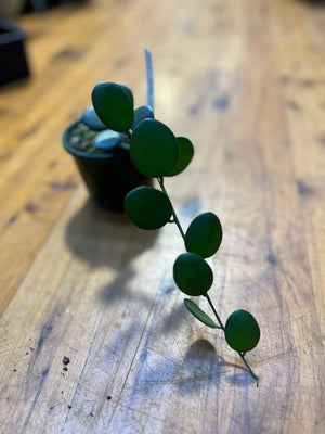 xerosicyos danguyi “silver dollar plant” coin vine