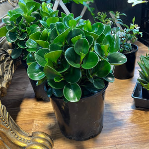 Peperomia obtusifolia Jade Rubber plant