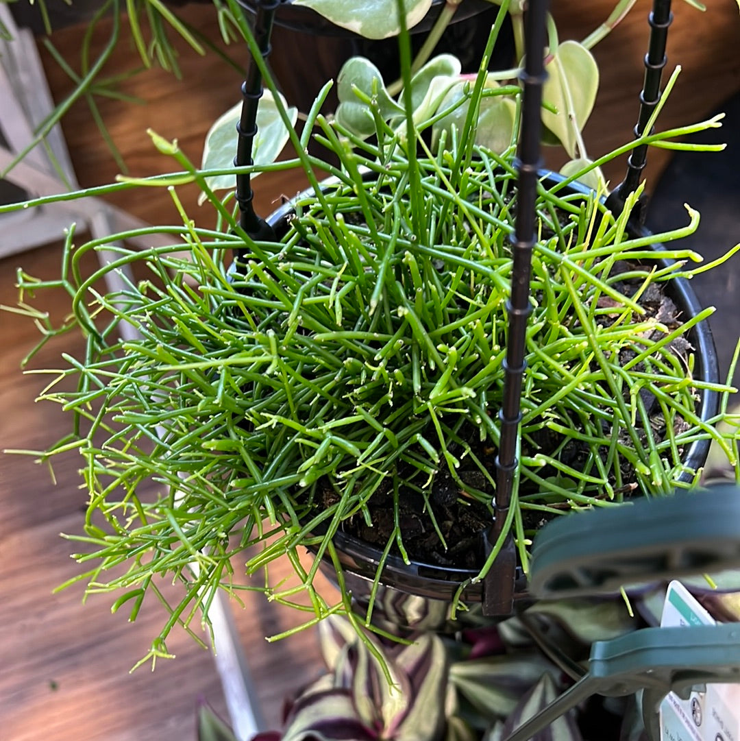 Rhipsalis campos