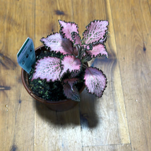 fittonia nerve plant assorted