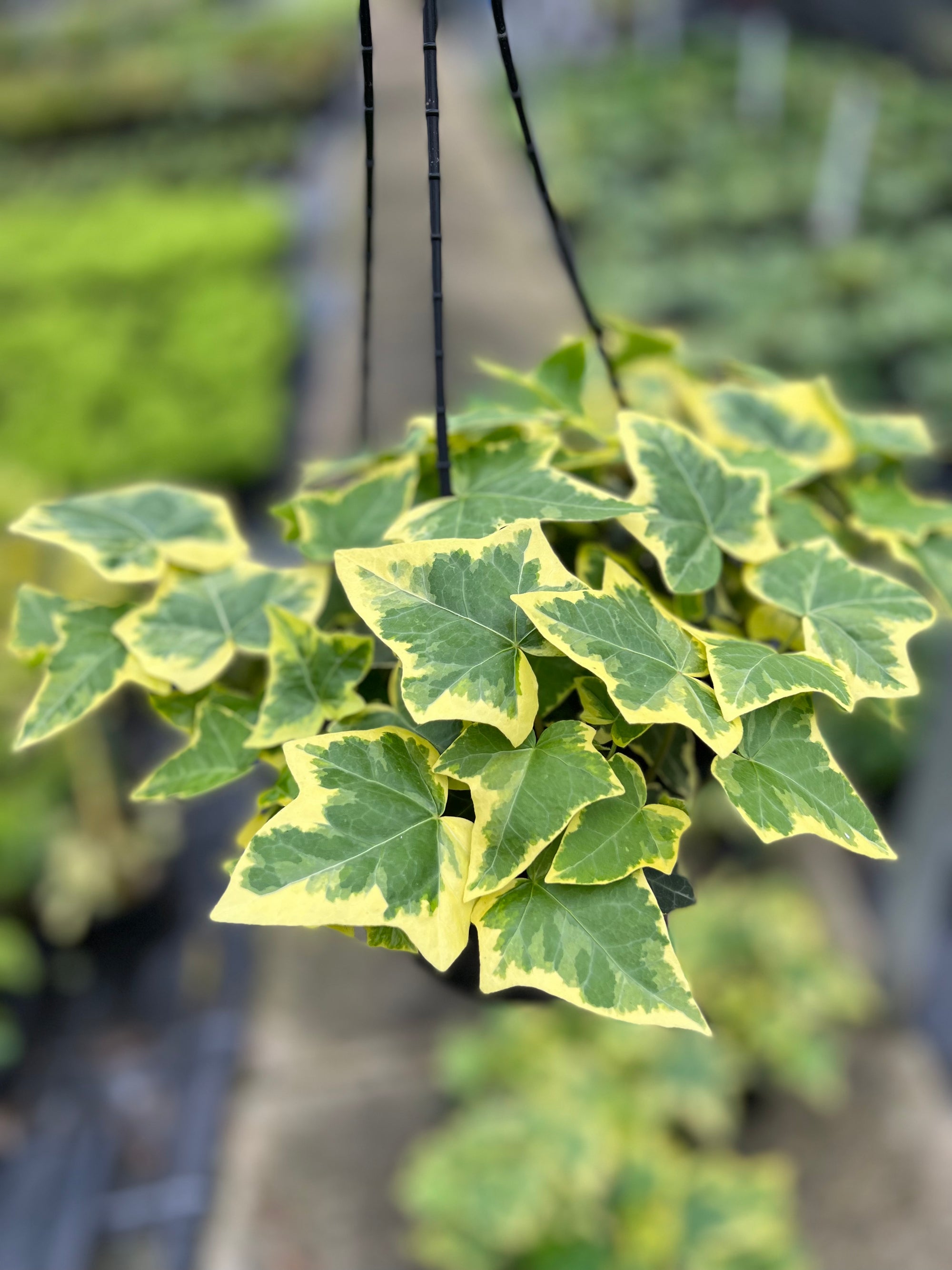 Ivy hedera helix ‘cascade gold’