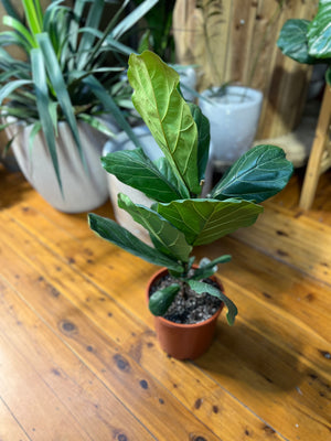 Ficus lyrata “fiddle leaf fig”