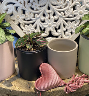 Mini cylinder cover pots - Artisans Garden Nursery