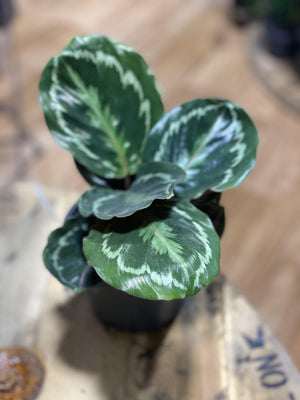 Calathea medallion - That Plant Shop