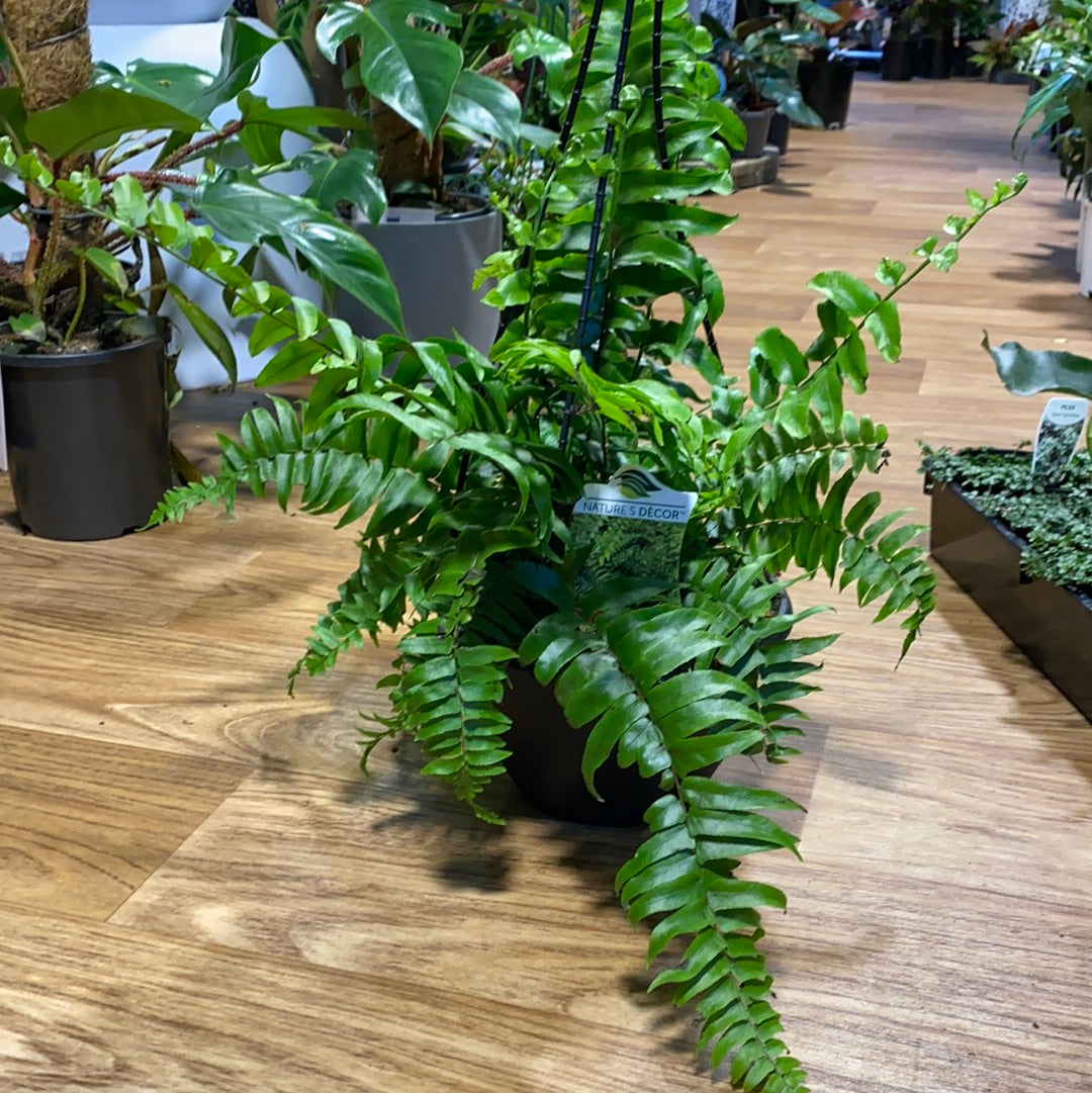 Nephrolepis biserrata macho hanging basket