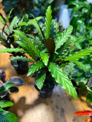 Calathea rufibarba Furry Feather