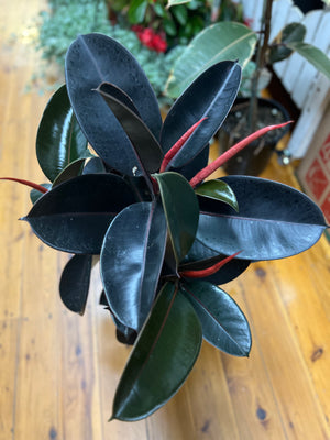 Ficus ‘elastica’ burgundy