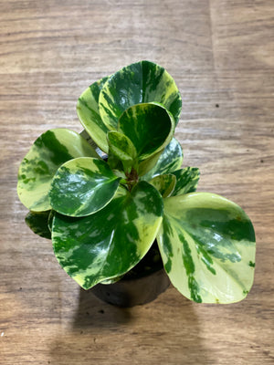 Peperomia obtusfolia mixed varieties