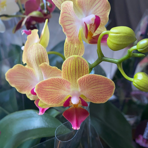 Phalaenopsis mini  double stem orchid