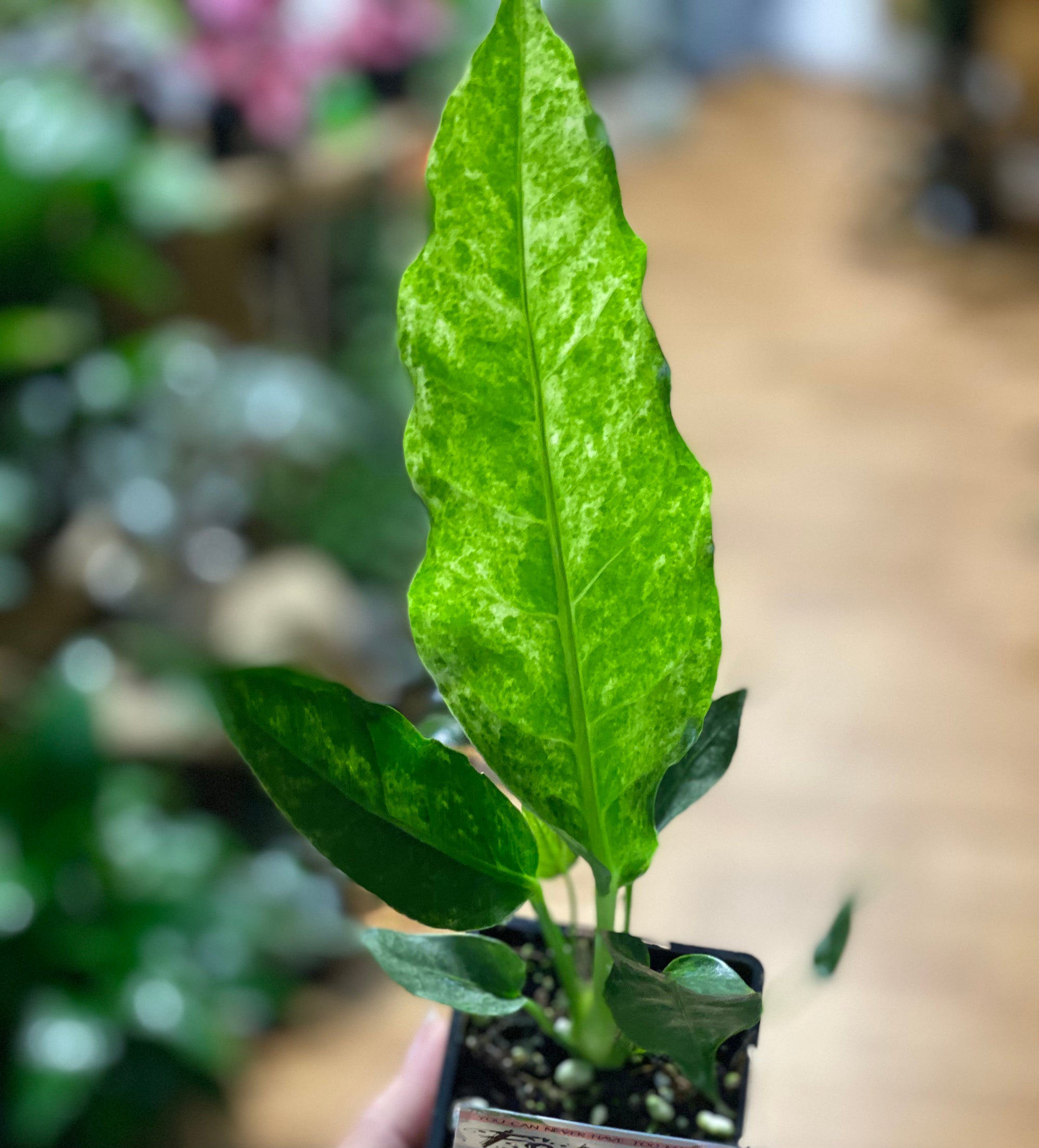 Anthurium hookeri variegated ( rare )