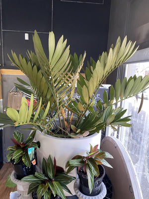 Zamia furfuracea 'cardboard plant' - That Plant Shop