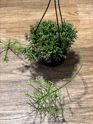 Rhipsalis cereuscula