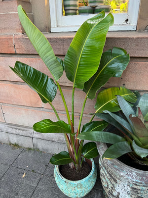 Bird of paradise "strelitzia nicolai"