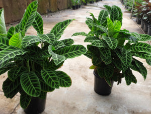 Calathea zebrina