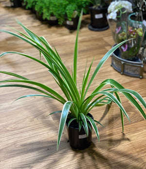 Spider plant- Chlorophytum comosum variegatum