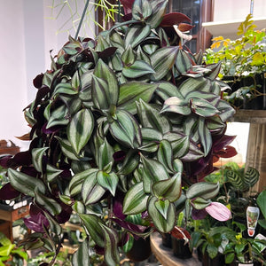 Tradescantia Zebrina