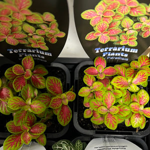 fittonia nerve plant assorted