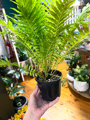 Fern Blechnum silver lady “ dwarf tree fern”