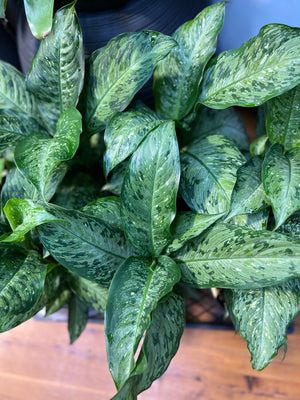 Dieffenbachia Memoria Corsii