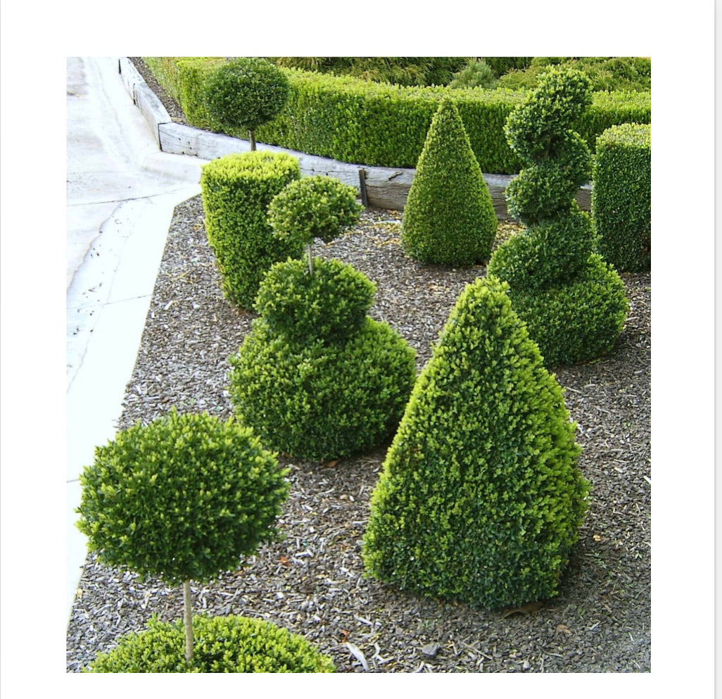 Topiary cone buxus