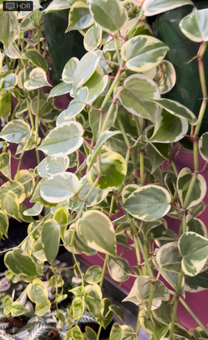 Peperomia cupid(scandens) Cupid variegated