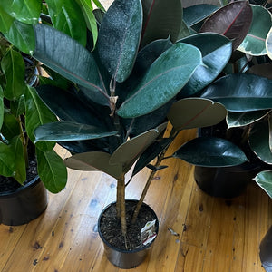 Ficus ‘elastica’ burgundy