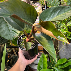 Philodendron Rojo Congo