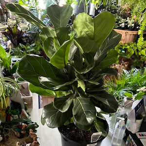 Ficus lyrata “fiddle leaf fig”