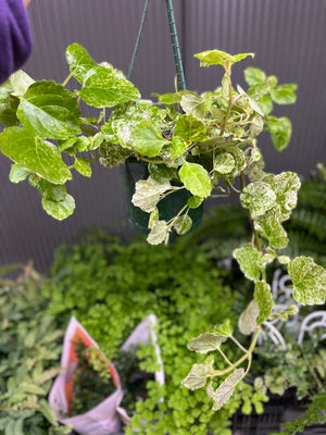 Plectranthus varigata Swedish ivy