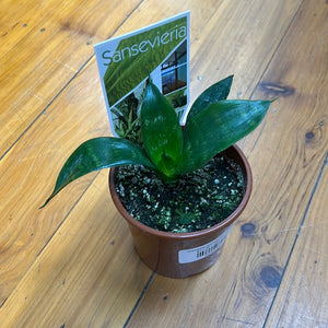 Dracaena (sanseviera) trifasciata