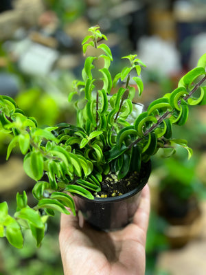 Aeschynanthus twisted Lipstick plant