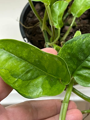 epipremnum aureum "Green Queen"