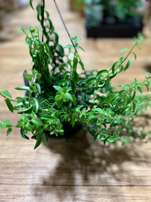 Aeschynanthus twisted Lipstick plant